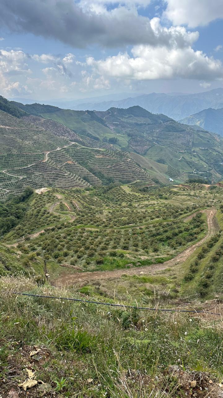 Plantaciones en montañas de Aguadas a 2500 msnm