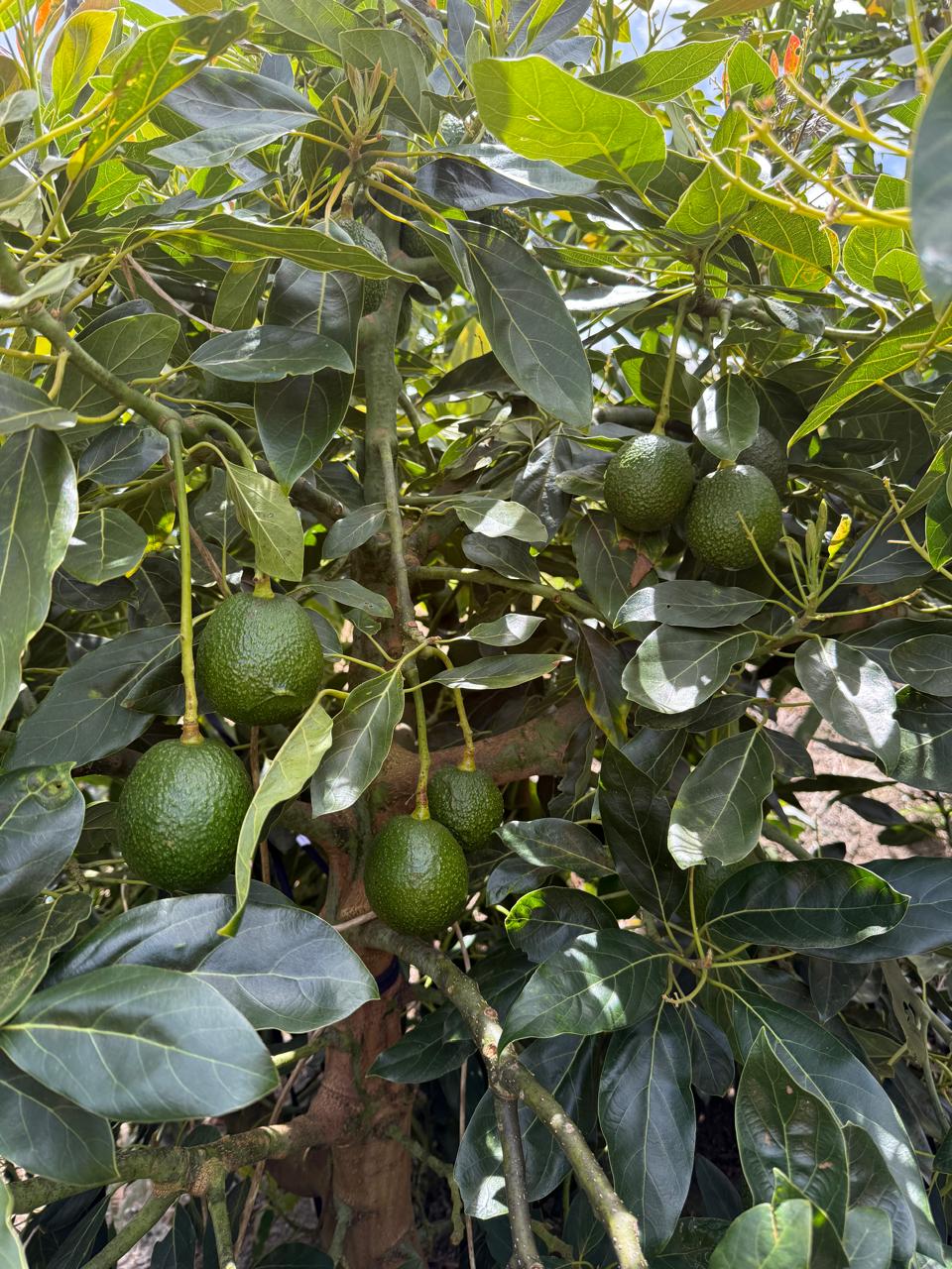 Aguacates maduros en el árbol