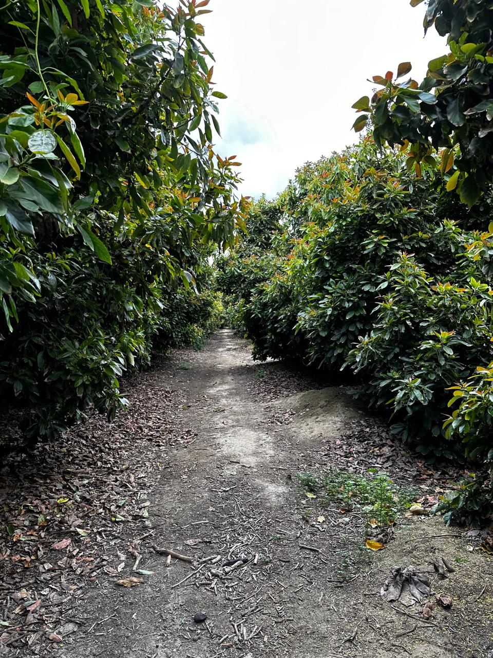 Camino entre árboles maduros